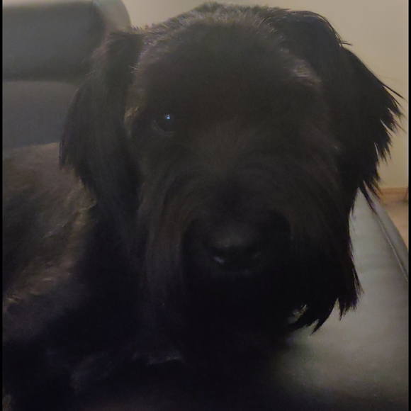 Meet your Posher, Sonja - Picture 2 of 2